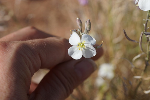 Image of Nerisyrenia camporum by (c) Lyrae, some rights reserved (CC BY)