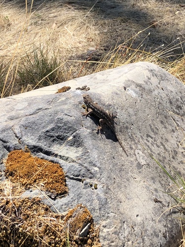 iNaturalist observation photo of Western Fence Lizard