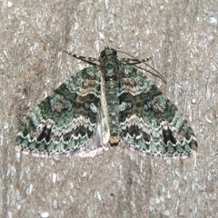 Hammaptera parinotata