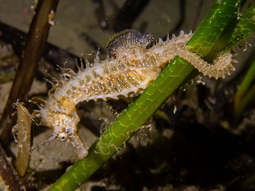 Long-snouted Seahorse