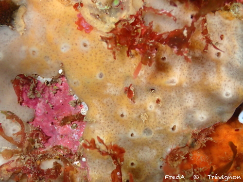 Myxilla rosacea observed 2024-08-29