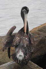 Pelecanus thagus