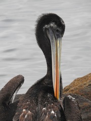 Pelecanus thagus