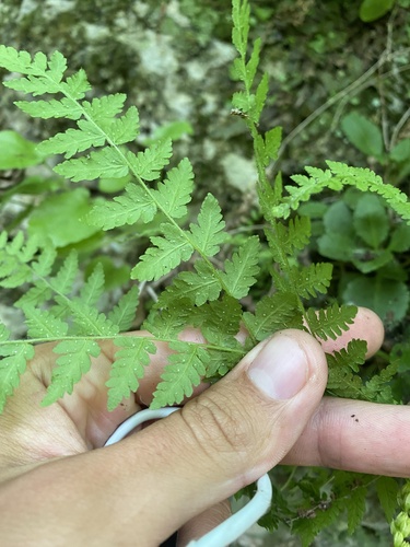 Image of Woodsia caucasica by (c) Илья Руденко, some rights reserved (CC BY)