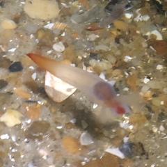 Clione limacina