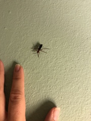 Tachypompilus ferrugineus