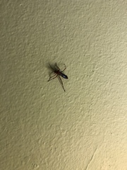 Tachypompilus ferrugineus