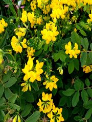 Lotus corniculatus