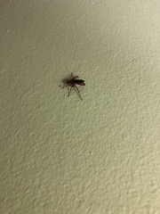 Tachypompilus ferrugineus
