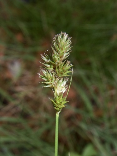 Chihuahuan Sedge (Carex chihuahuensis)