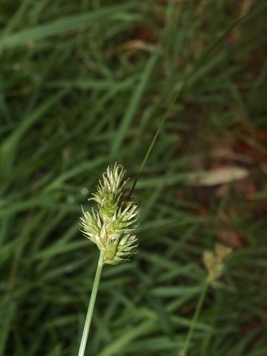 Image of Carex chihuahuensis by (c) Sue Carnahan, some rights reserved (CC BY)