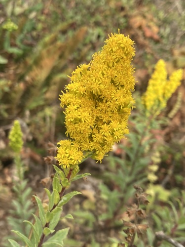 Image of Solidago elongata by (c) er-birds, some rights reserved (CC BY)