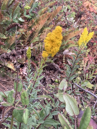 Image of Solidago elongata by (c) er-birds, some rights reserved (CC BY)