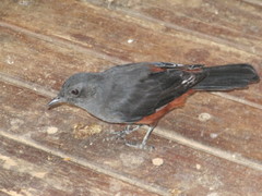 Thamnolaea cinnamomeiventris