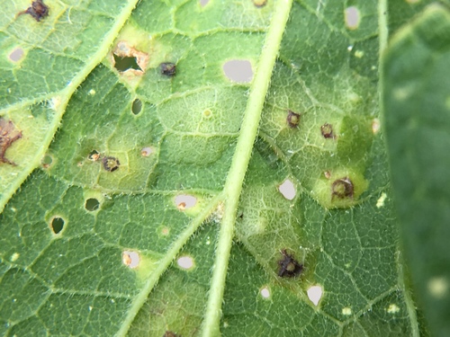 Hackberry Blister Gall Psyllid photo 5