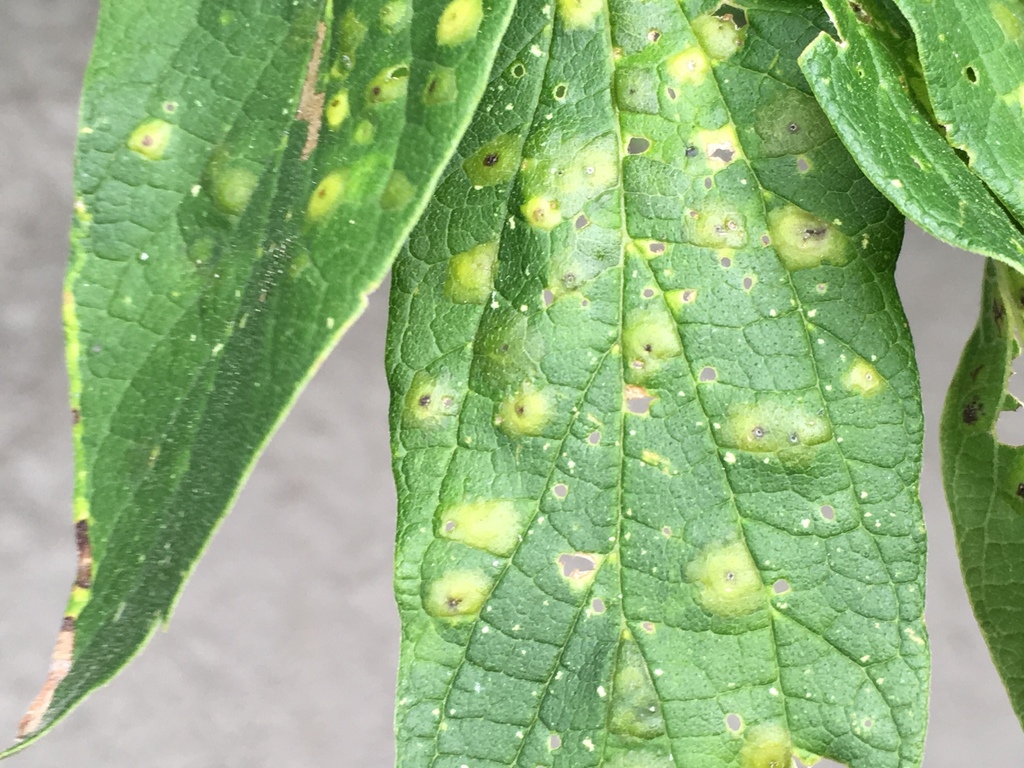 Hackberry Blister Gall Psyllid