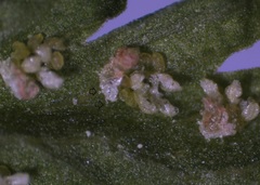 Cystopteris laurentiana