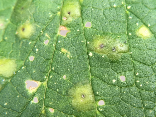 Hackberry Blister Gall Psyllid photo 4