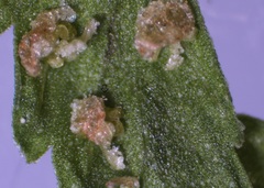 Cystopteris laurentiana