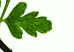 Cystopteris laurentiana