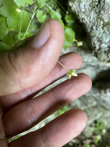 Image of Saxifraga cymbalaria by (c) Илья Руденко, some rights reserved (CC BY)