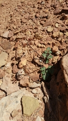 Lomatium foeniculaceum