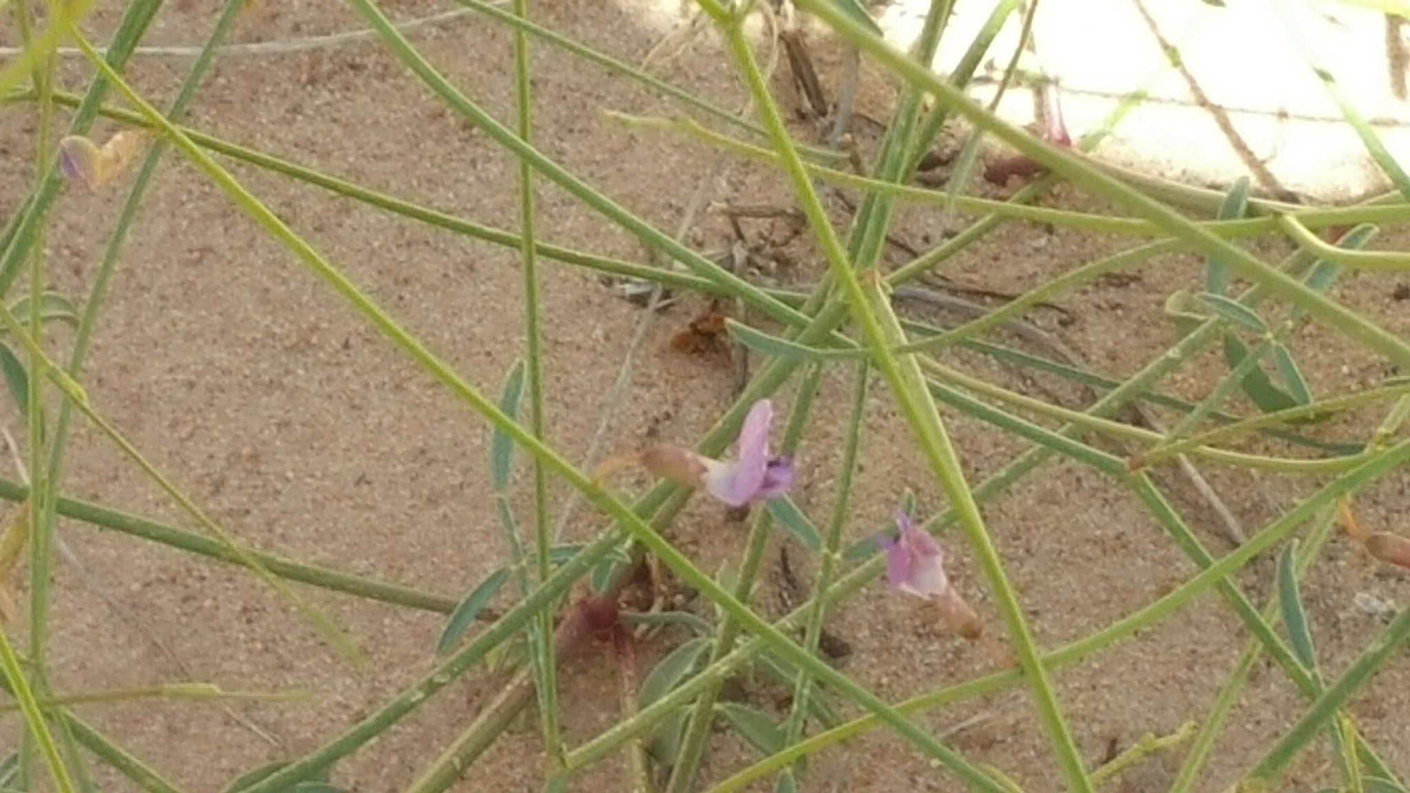 Astragalus harrisonii