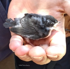 Tachycineta thalassina
