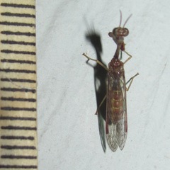 Leptomantispa pulchella