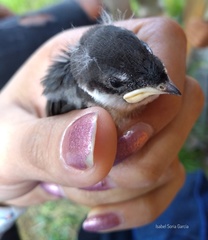 Tachycineta thalassina