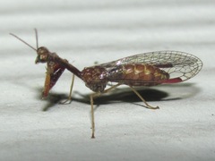 Leptomantispa pulchella