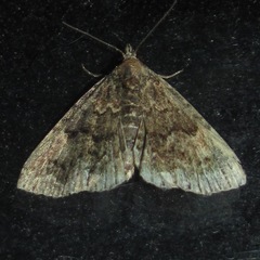 Metalectra miserulata
