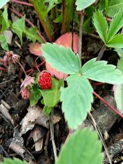 Fragaria virginiana