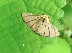 Orudiza protheclaria