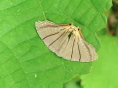 Orudiza protheclaria