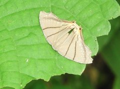 Orudiza protheclaria