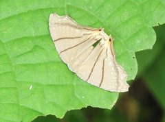 Orudiza protheclaria