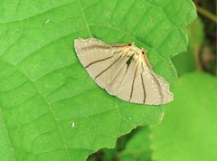 Orudiza protheclaria