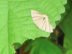 Orudiza protheclaria