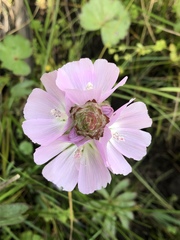 Sidalcea calycosa rhizomata