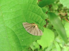 Orudiza protheclaria