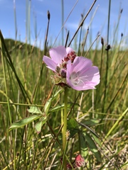 Sidalcea calycosa rhizomata