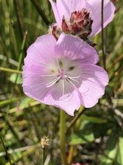 Sidalcea calycosa rhizomata