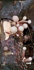 Marasmiellus praeacutus