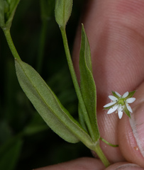 Pseudostellaria