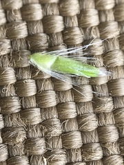 Calamagrostis inexpansa