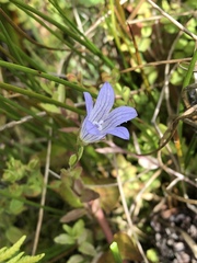 Campanula californica