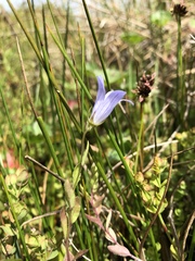 Campanula californica