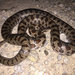 Prairie Kingsnake - Photo (c) karlierae, some rights reserved (CC BY-NC), uploaded by karlierae