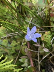 Campanula californica